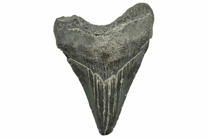 Juvenile Megalodon Tooth - South Carolina #326344